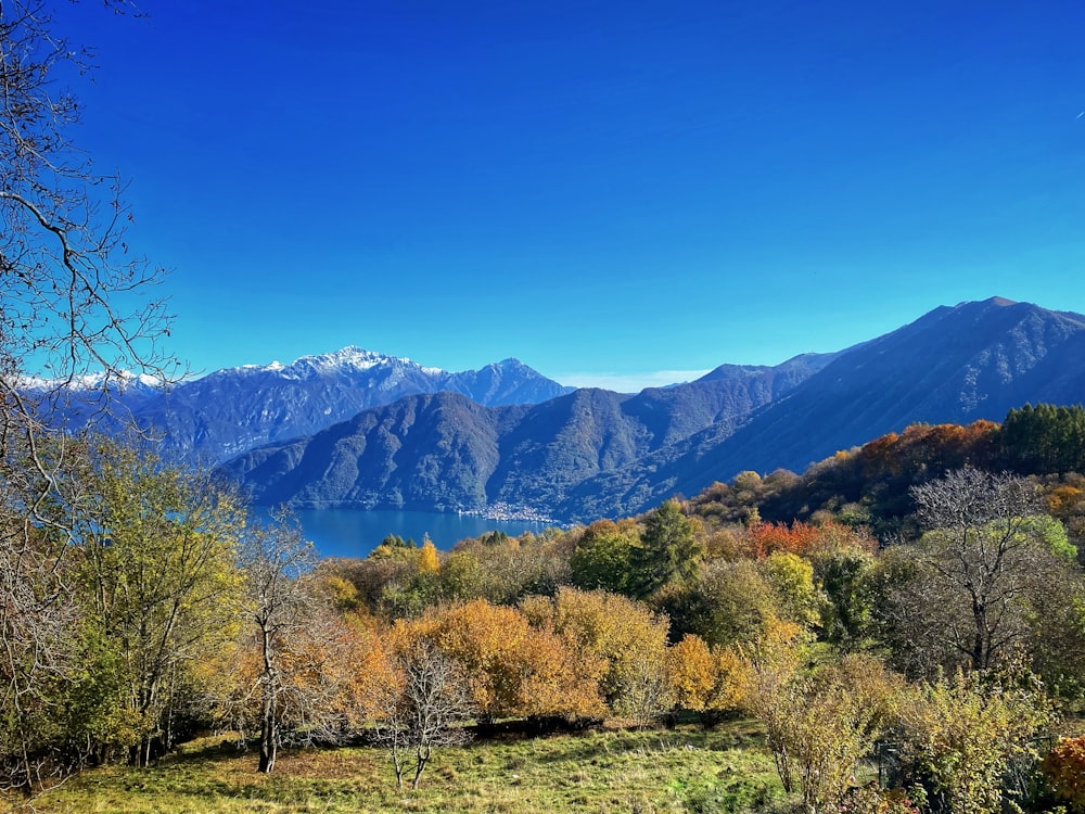 green and brown trees near mountain under blue sky during daytime