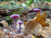 Vibrant purple mushrooms are nestled among fallen brown leaves and a decaying log. The forest floor is rich with earthy textures, highlighted by patches of green moss and natural debris.
