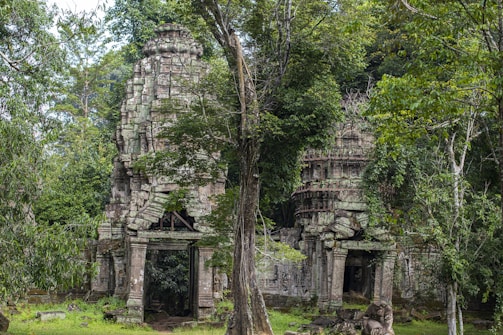 Ancient mountain carvings and symbols hidden among the trees.