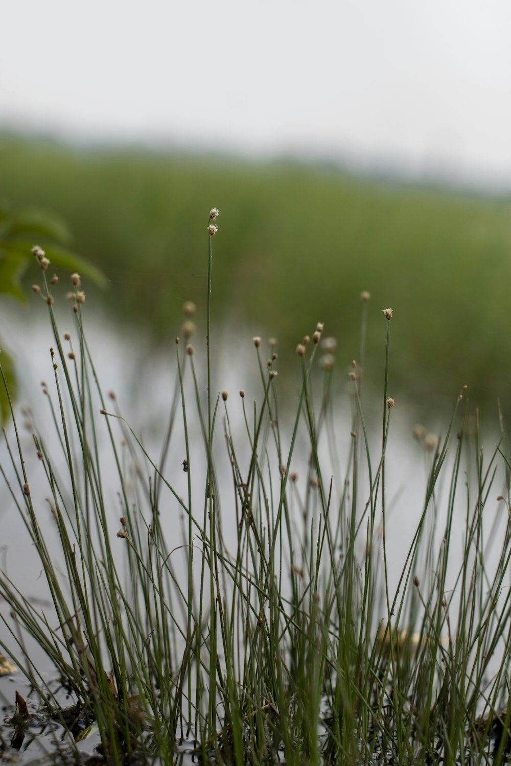 white grass in macro lens photography