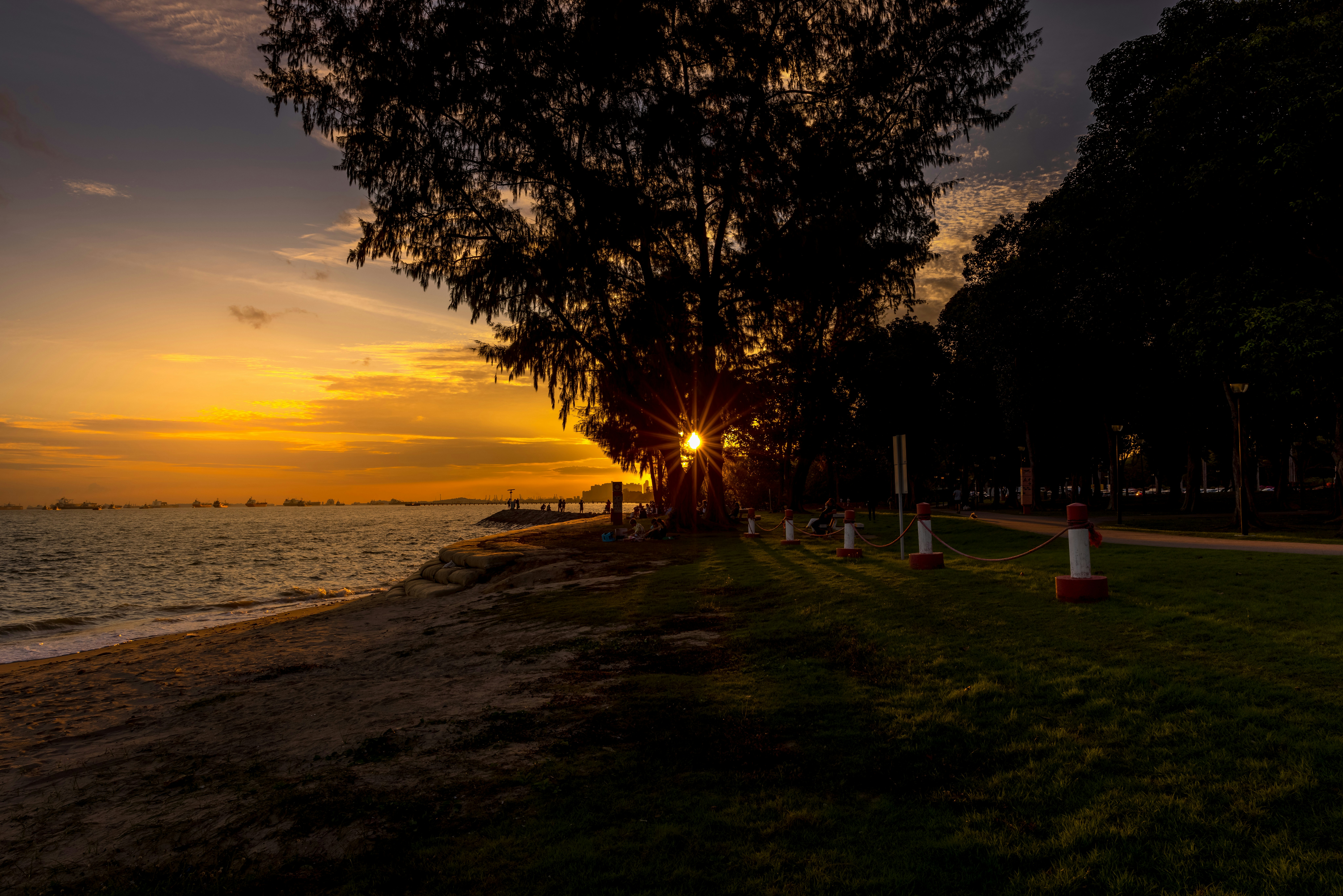 silhouette of trees near body of water during sunset