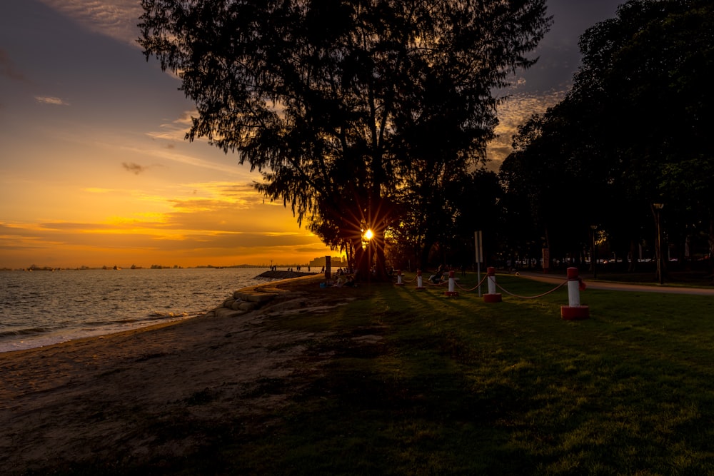 silhouette of trees near body of water during sunset