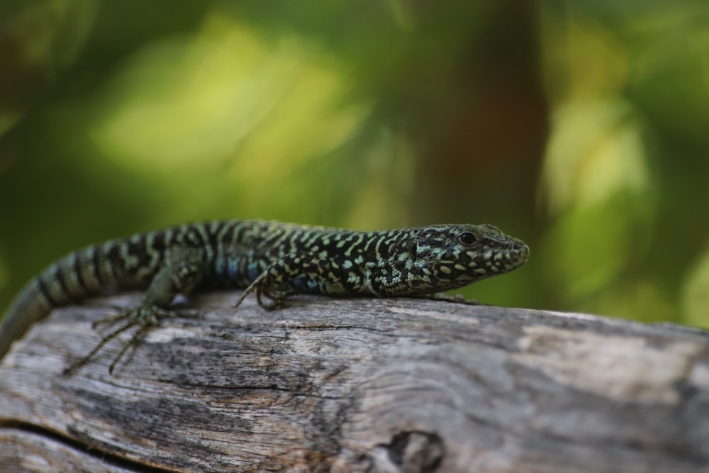 black and white lizard on brown wood