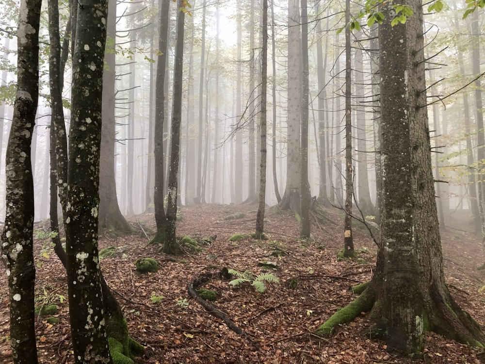 brown trees on forest during daytime