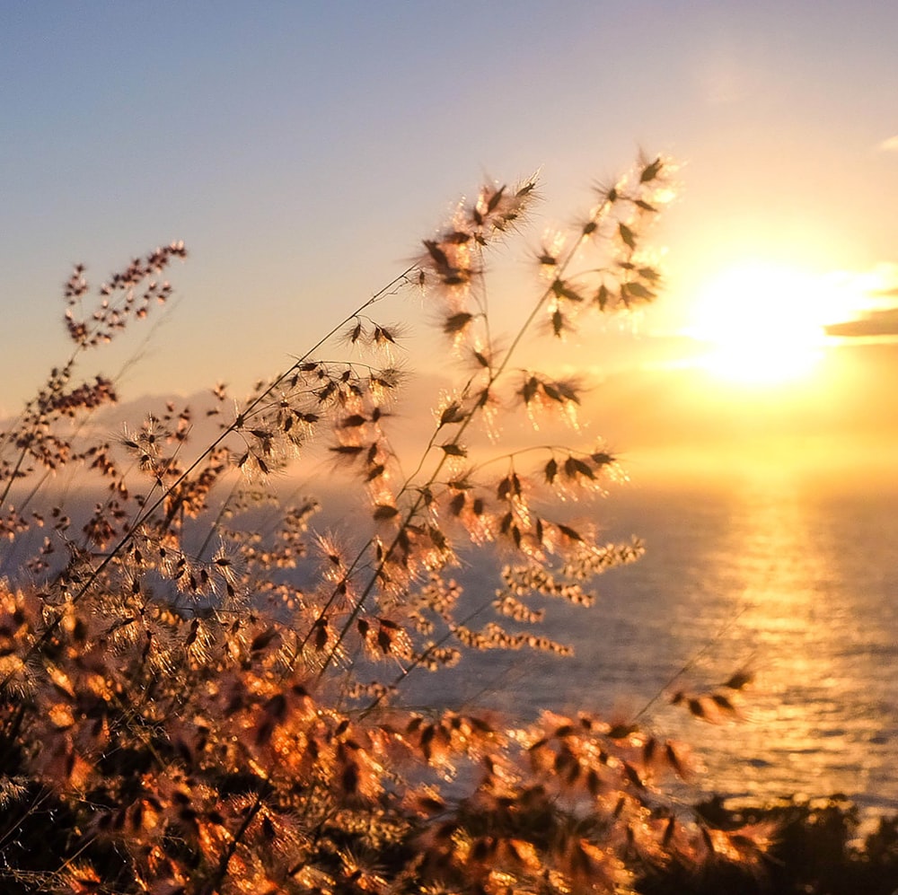 folhas marrons na costa durante o pôr do sol