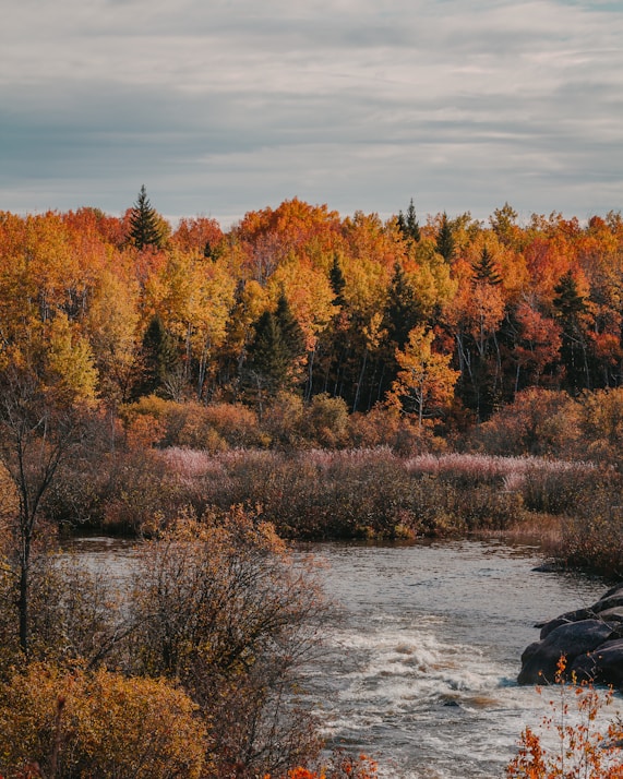 brown trees beside river under cloudy sky during daytime