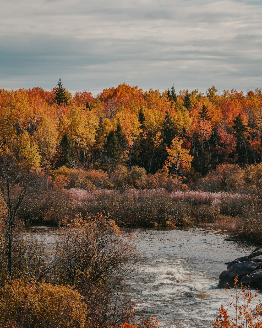 brown trees beside river under cloudy sky during daytime