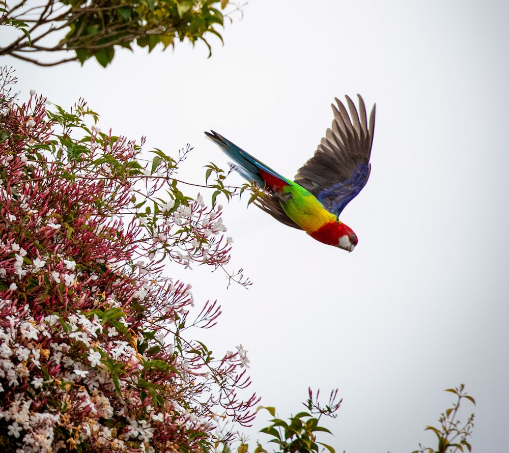 pájaro verde y amarillo en la rama de un árbol