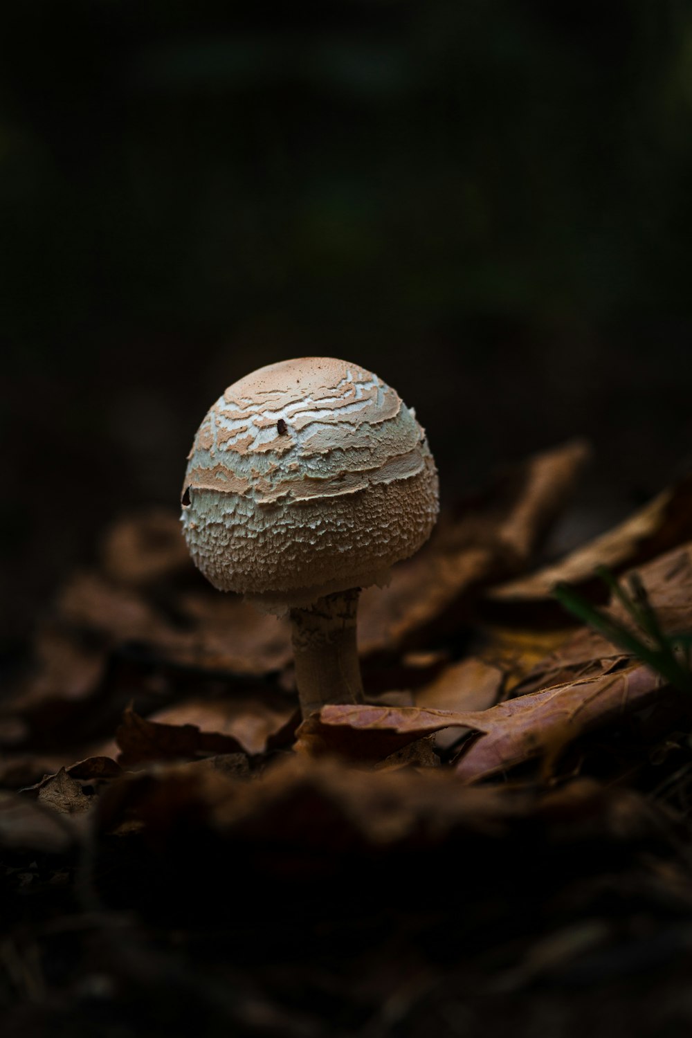 white and brown mushroom in close up photography