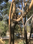 A koala is resting comfortably on a large tree branch surrounded by lush green leaves. The tree trunk is thick and robust, showing signs of age and sturdiness. In the background, there are glimpses of a road and some parked cars, indicating the image is taken in a natural habitat close to an urban area.