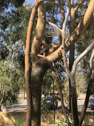 A koala is resting comfortably on a large tree branch surrounded by lush green leaves. The tree trunk is thick and robust, showing signs of age and sturdiness. In the background, there are glimpses of a road and some parked cars, indicating the image is taken in a natural habitat close to an urban area.