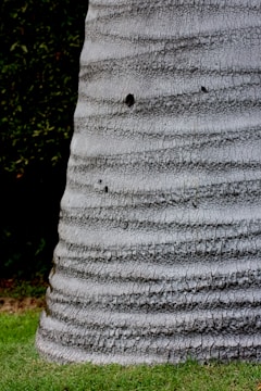 A close-up of a palm tree trunk with a textured surface and horizontal grooves. The base of the tree is surrounded by well-maintained grass. Dark green foliage is visible in the background, suggesting a garden or park setting.