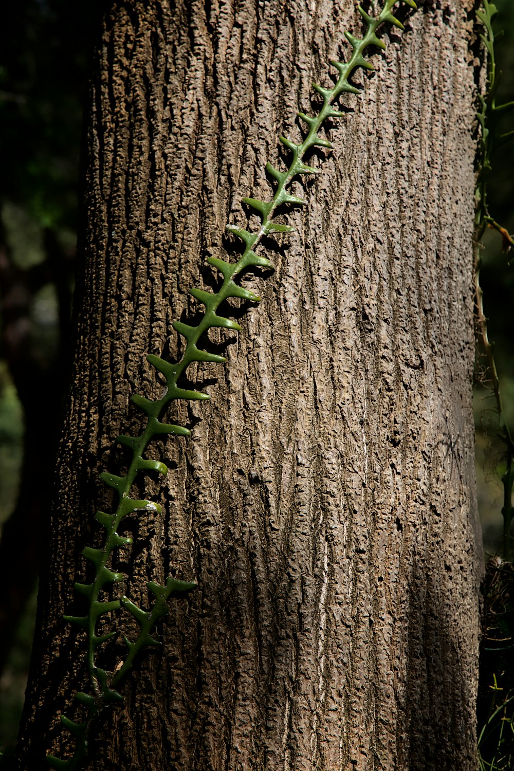 green and black rope on brown tree trunk
