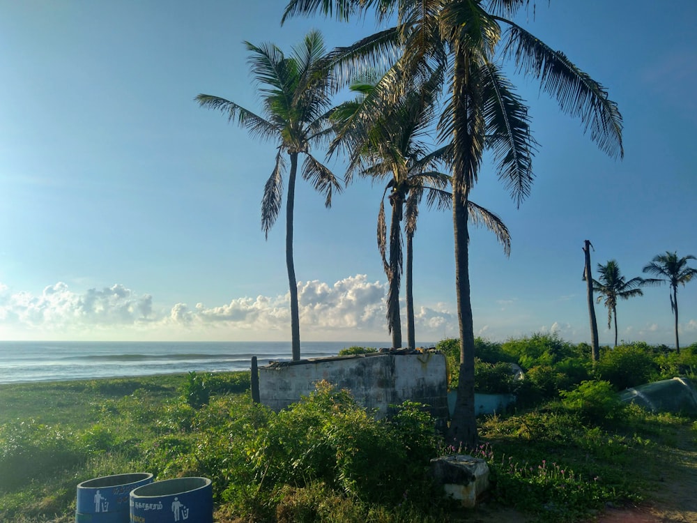 palma verde vicino al mare durante il giorno