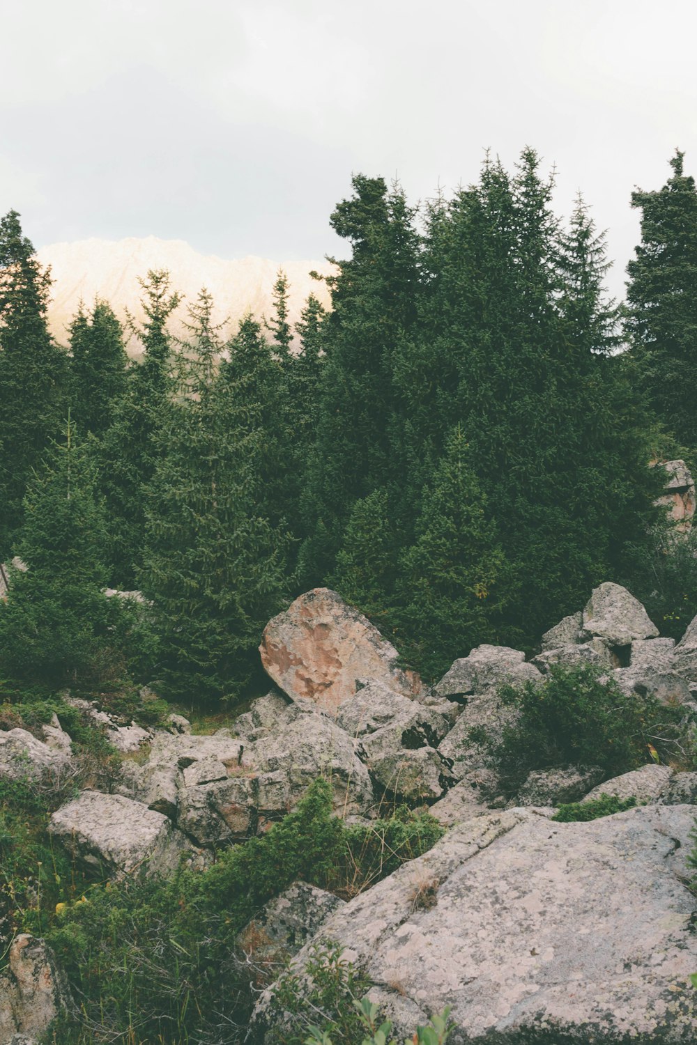 green pine trees on rocky hill during daytime