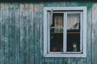 A cozy corner with fresh paint on walls and a curious Maine Coon peeking from a sunny window.