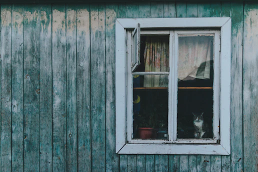 A cozy corner with fresh paint on walls and a curious Maine Coon peeking from a sunny window.
