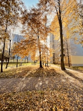 brown trees on brown field during daytime