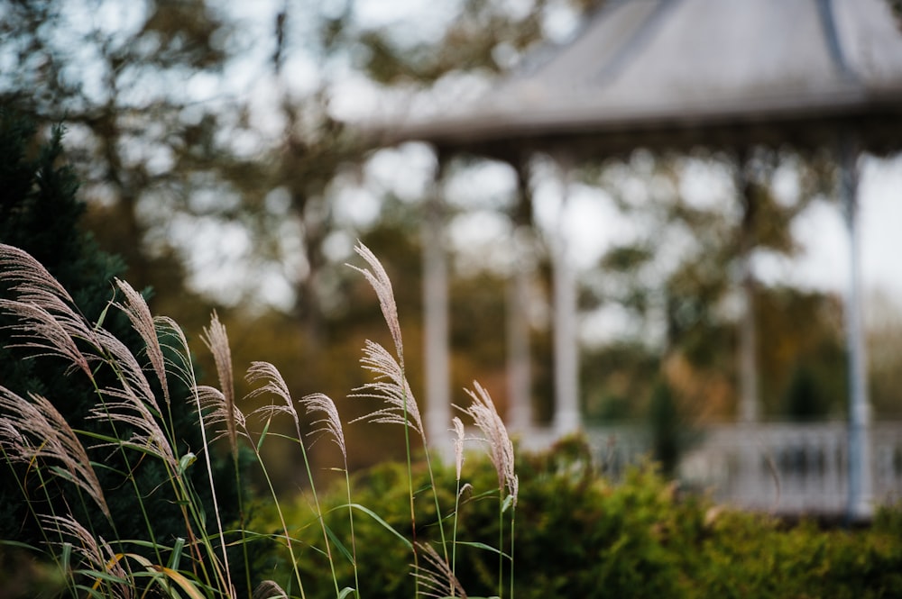 green grass in tilt shift lens