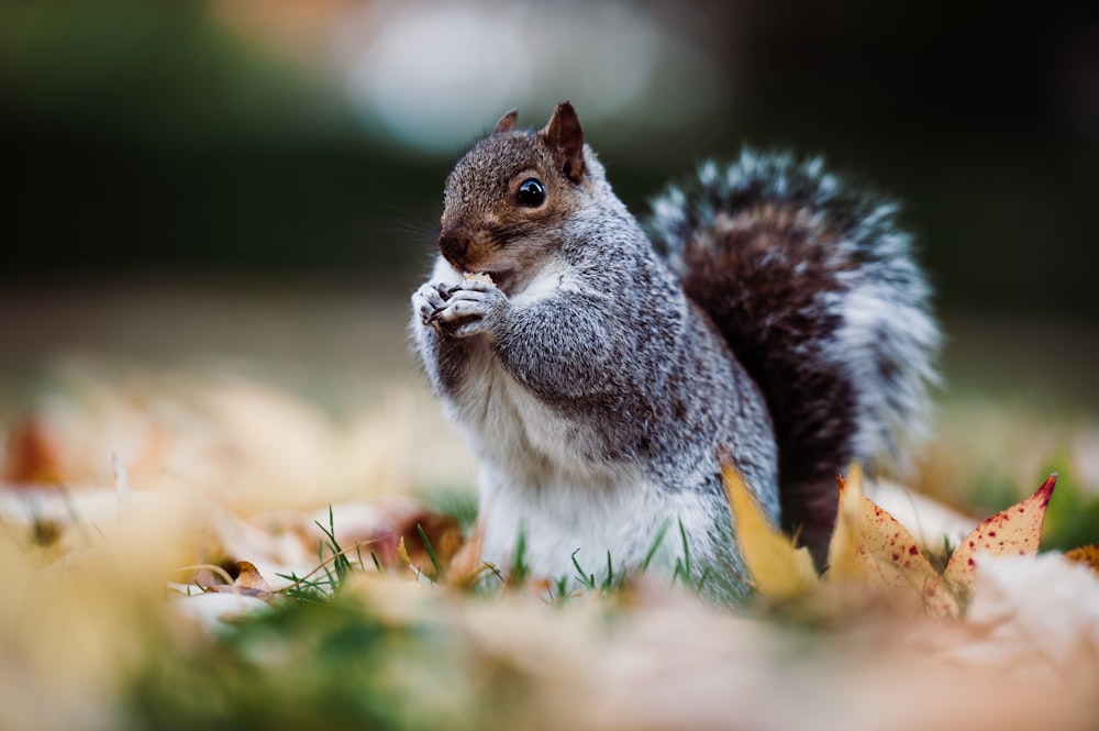 gray and white squirrel on brown dried leaves during daytime