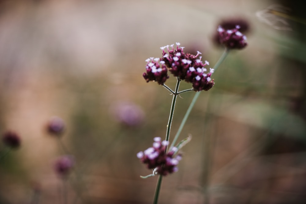 purple flower in tilt shift lens