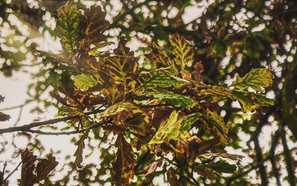 green and brown leaves during daytime