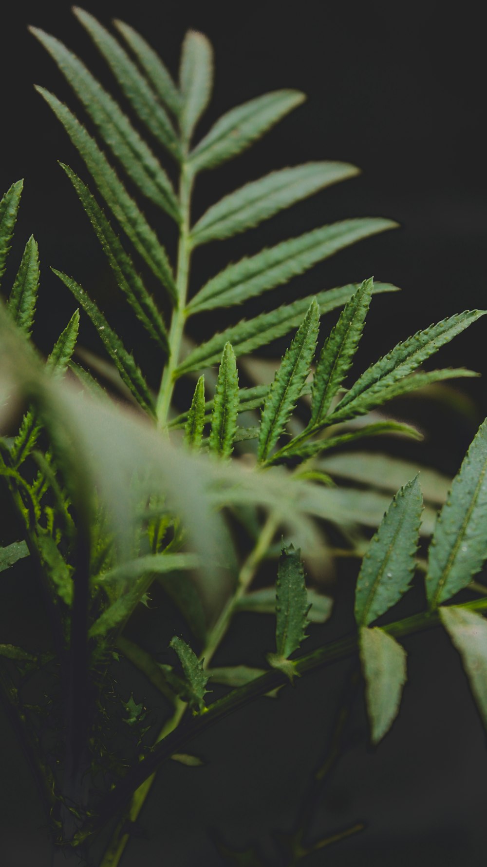 green leaves in close up photography