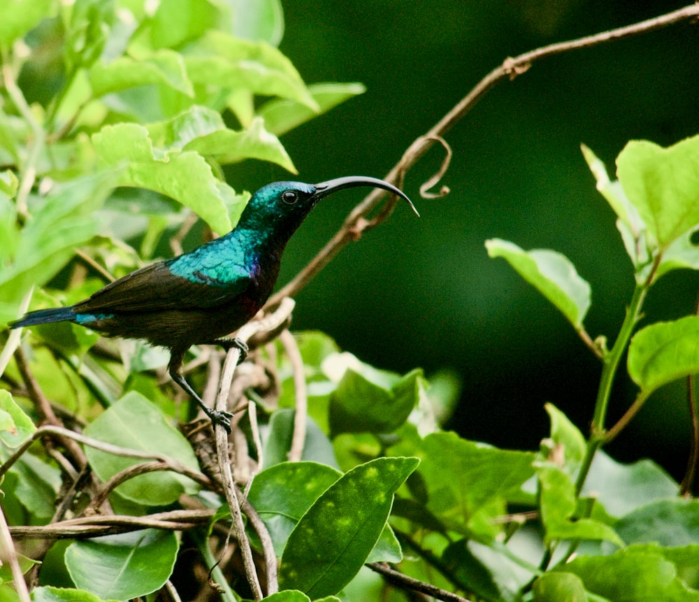 blue and green bird on tree branch during daytime