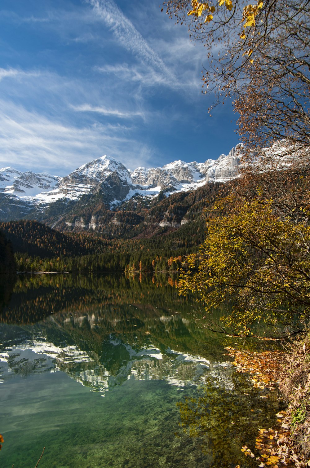 Grüne und gelbe Bäume in der Nähe des schneebedeckten Berges tagsüber