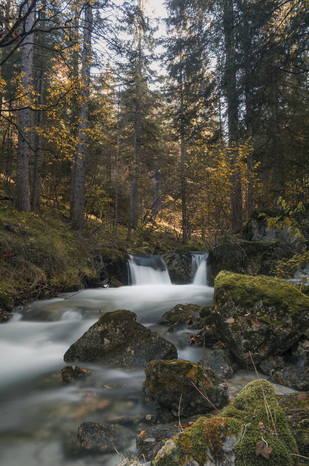 a stream running through a forest filled with lots of trees