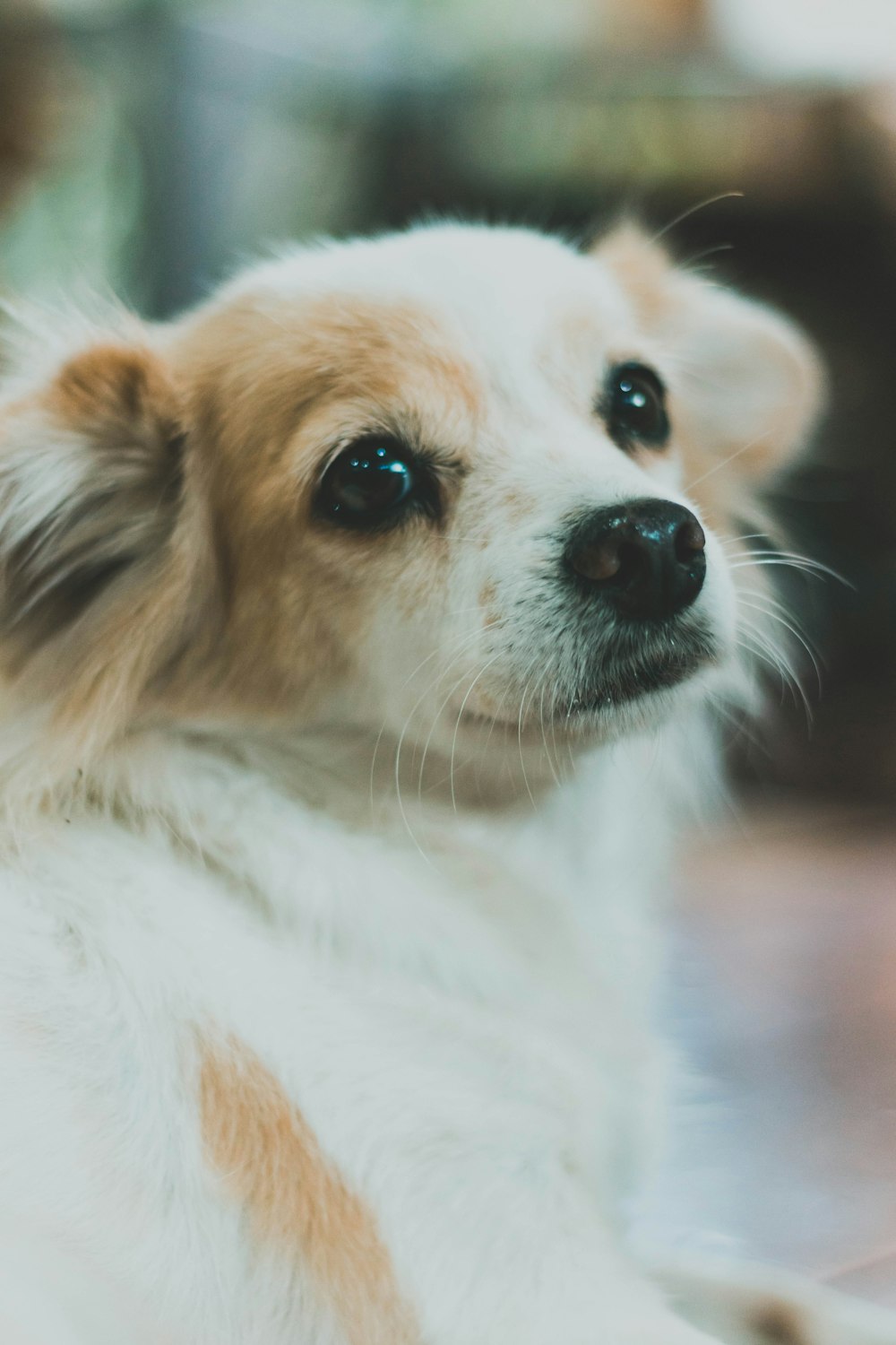 white and brown short coated dog