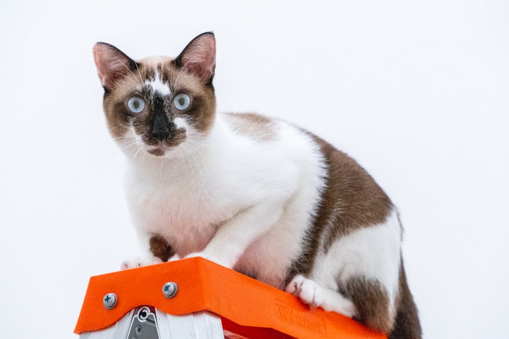 white and brown cat on orange and white textile