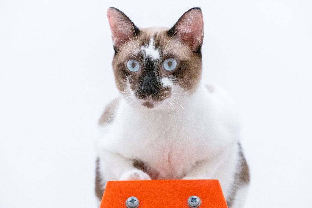 white and brown cat on orange and green book