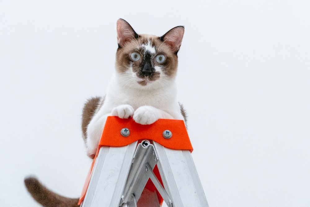 white and brown cat in orange and blue suit