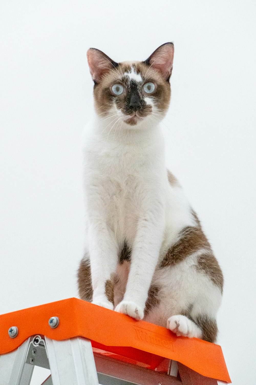 white and black cat on orange chair