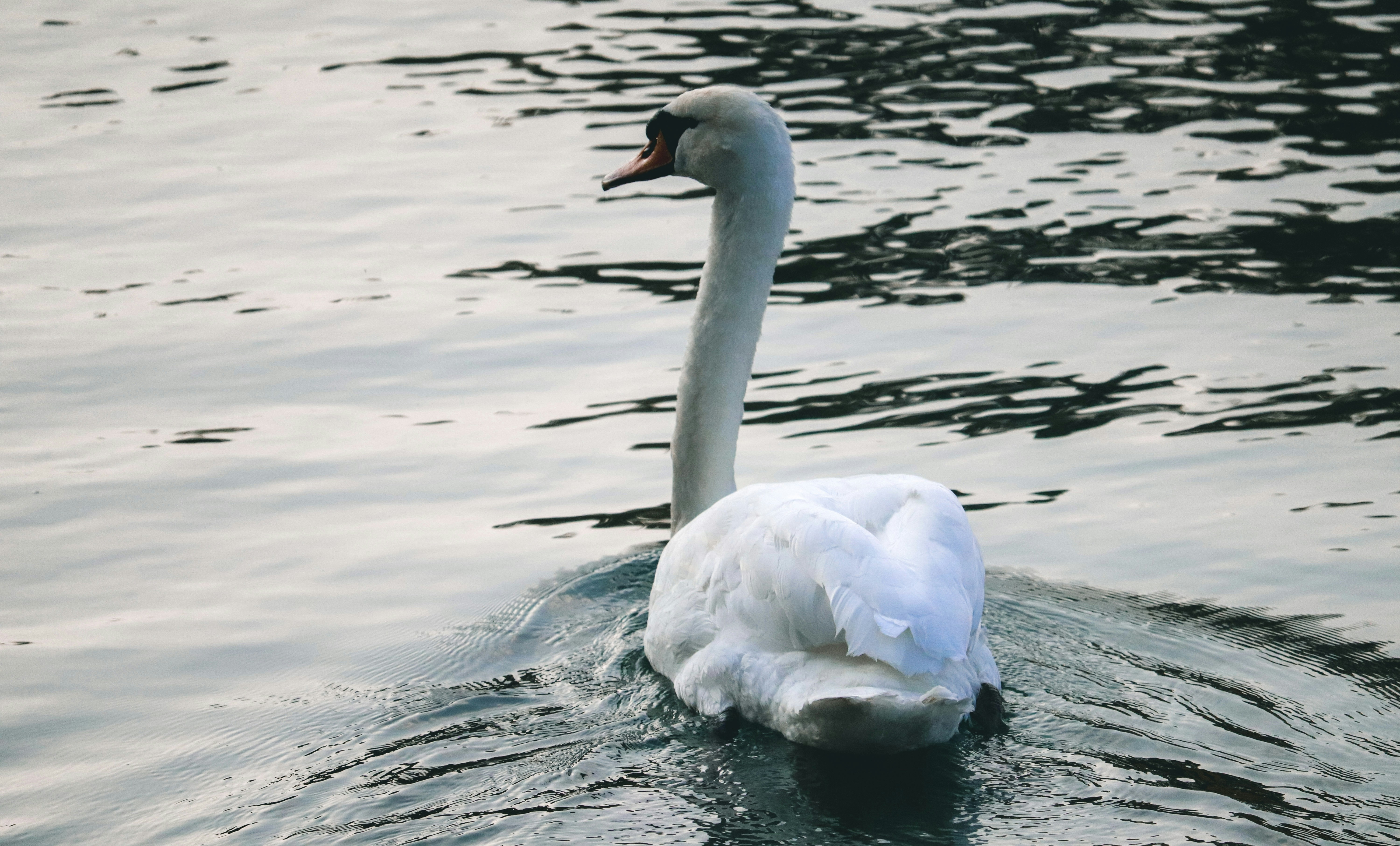 Photo by carolcavasin