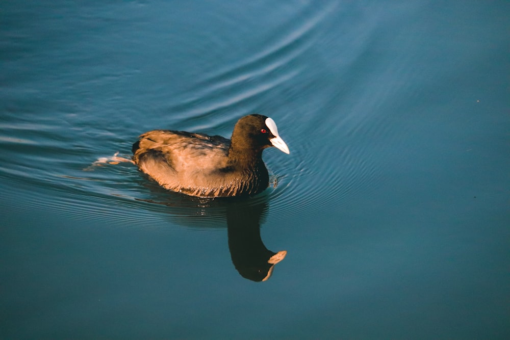 Pato negro en el agua durante el día