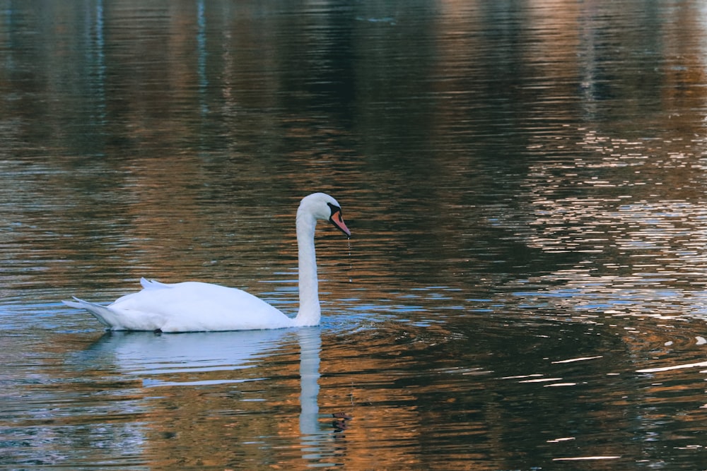 white swan on water during daytime