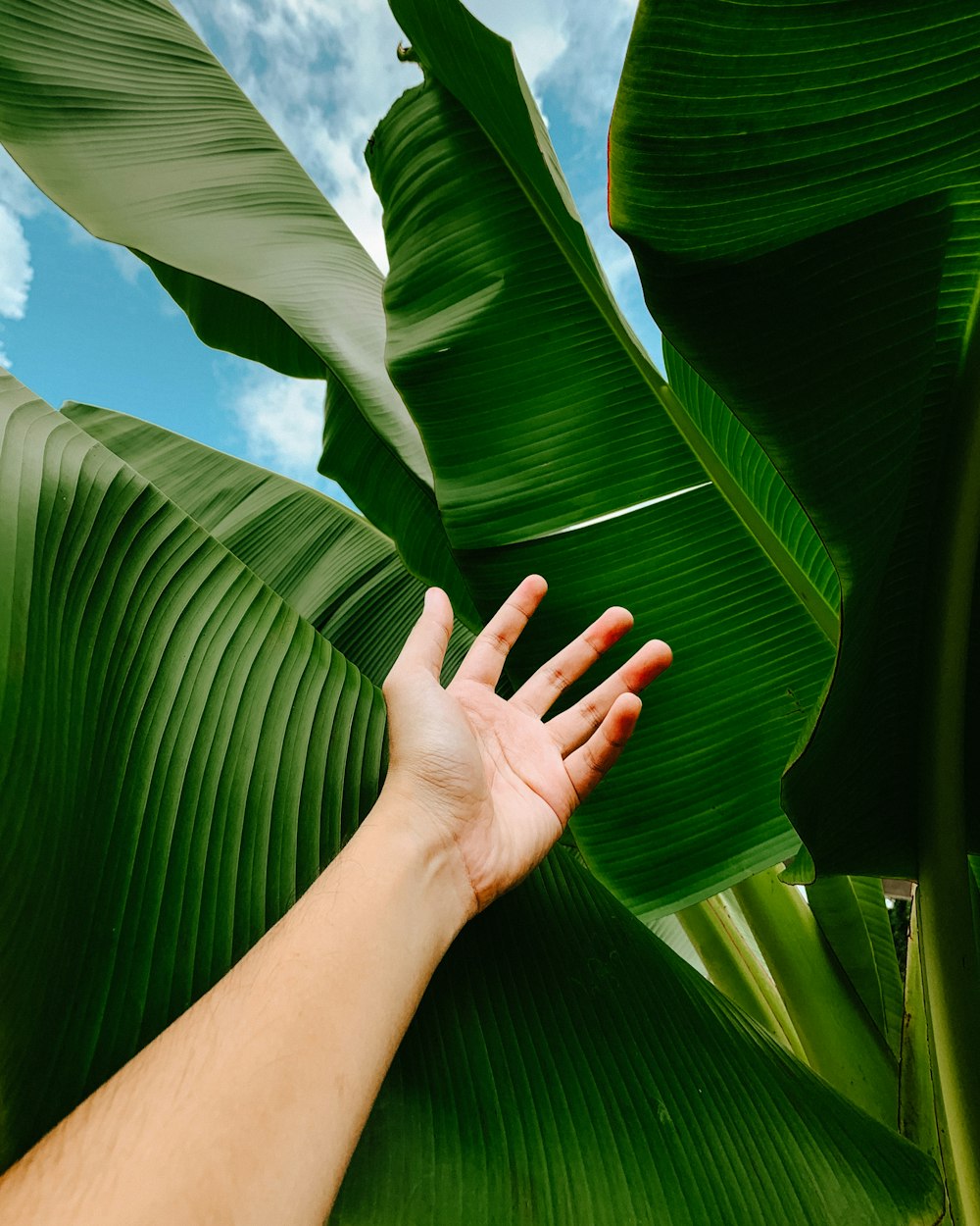 person with green nail polish holding green banana leaf during daytime