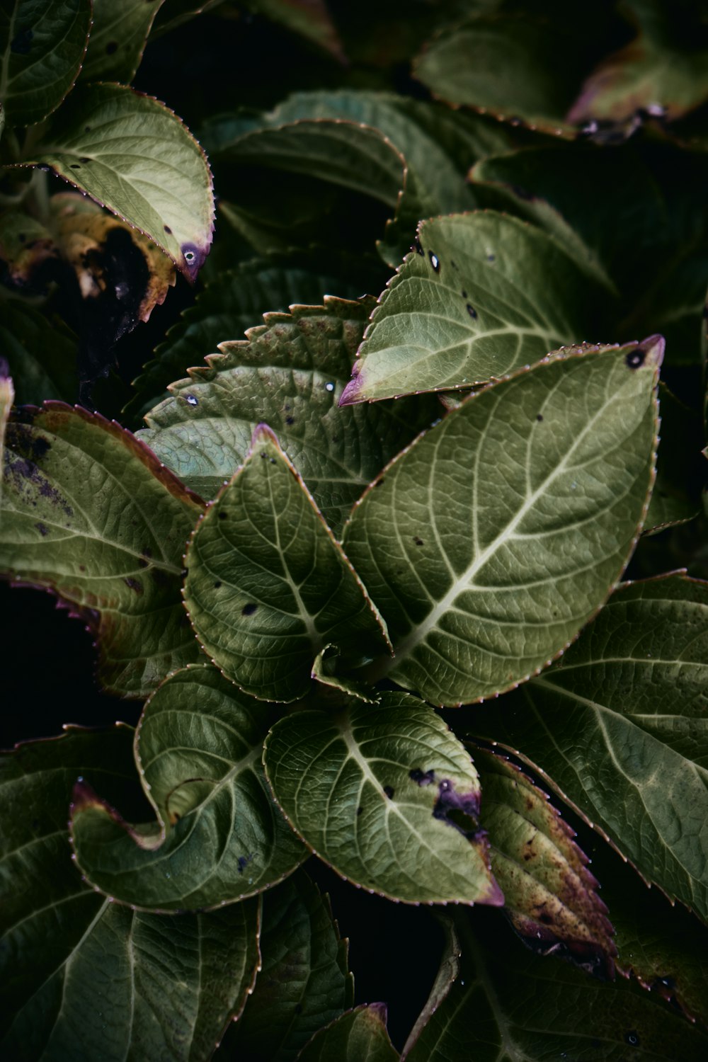 green leaves with water droplets