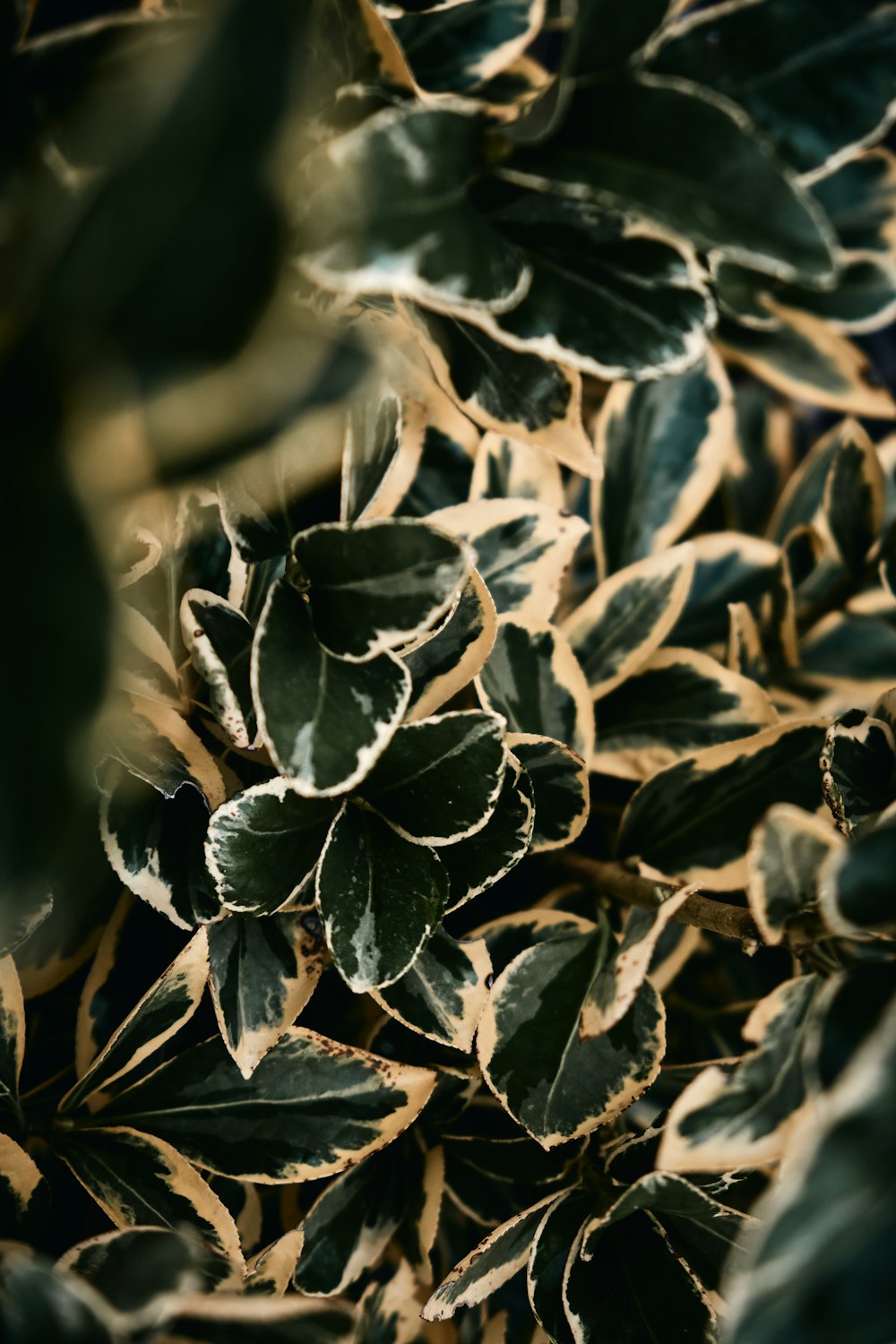 black and white plant leaves