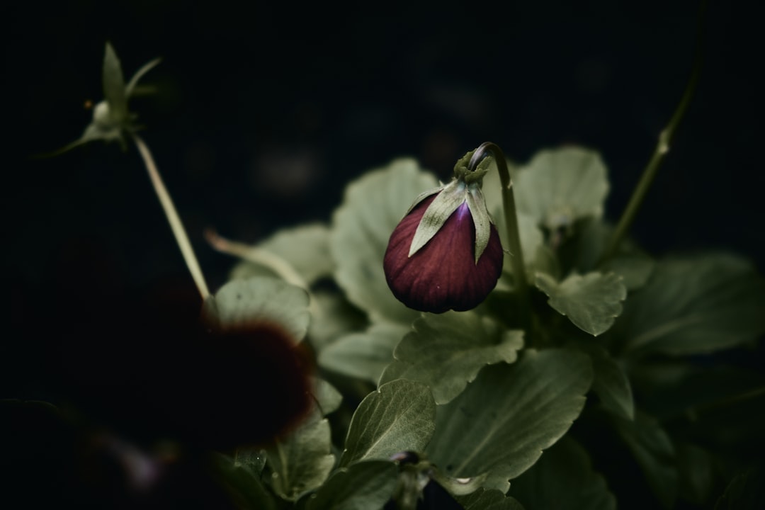 purple and white flower in black background