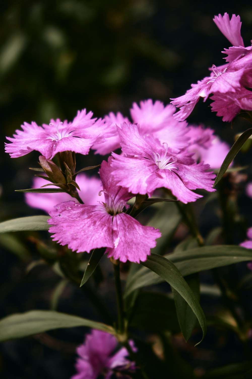 pink flower in tilt shift lens