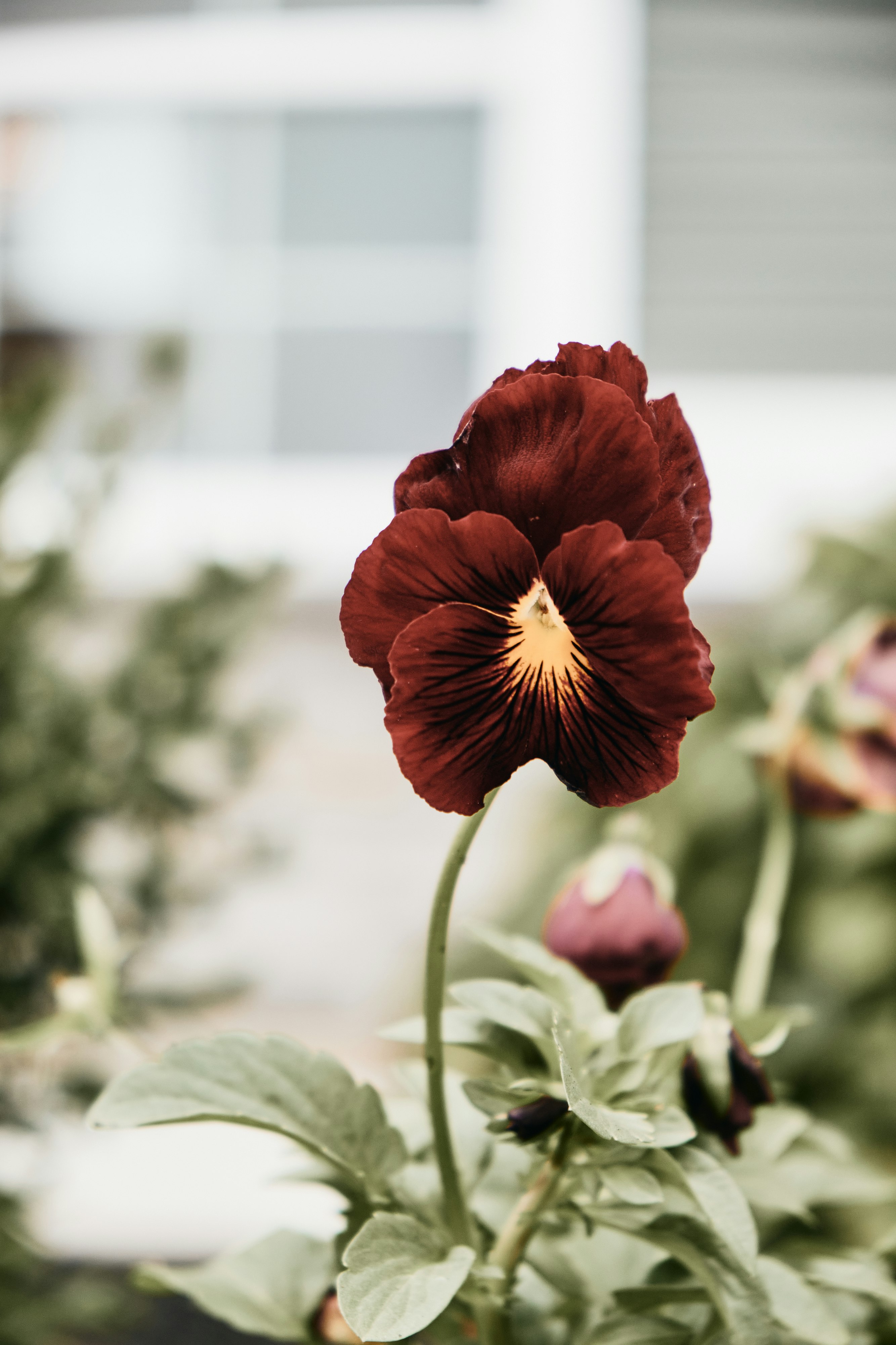 red flower in tilt shift lens