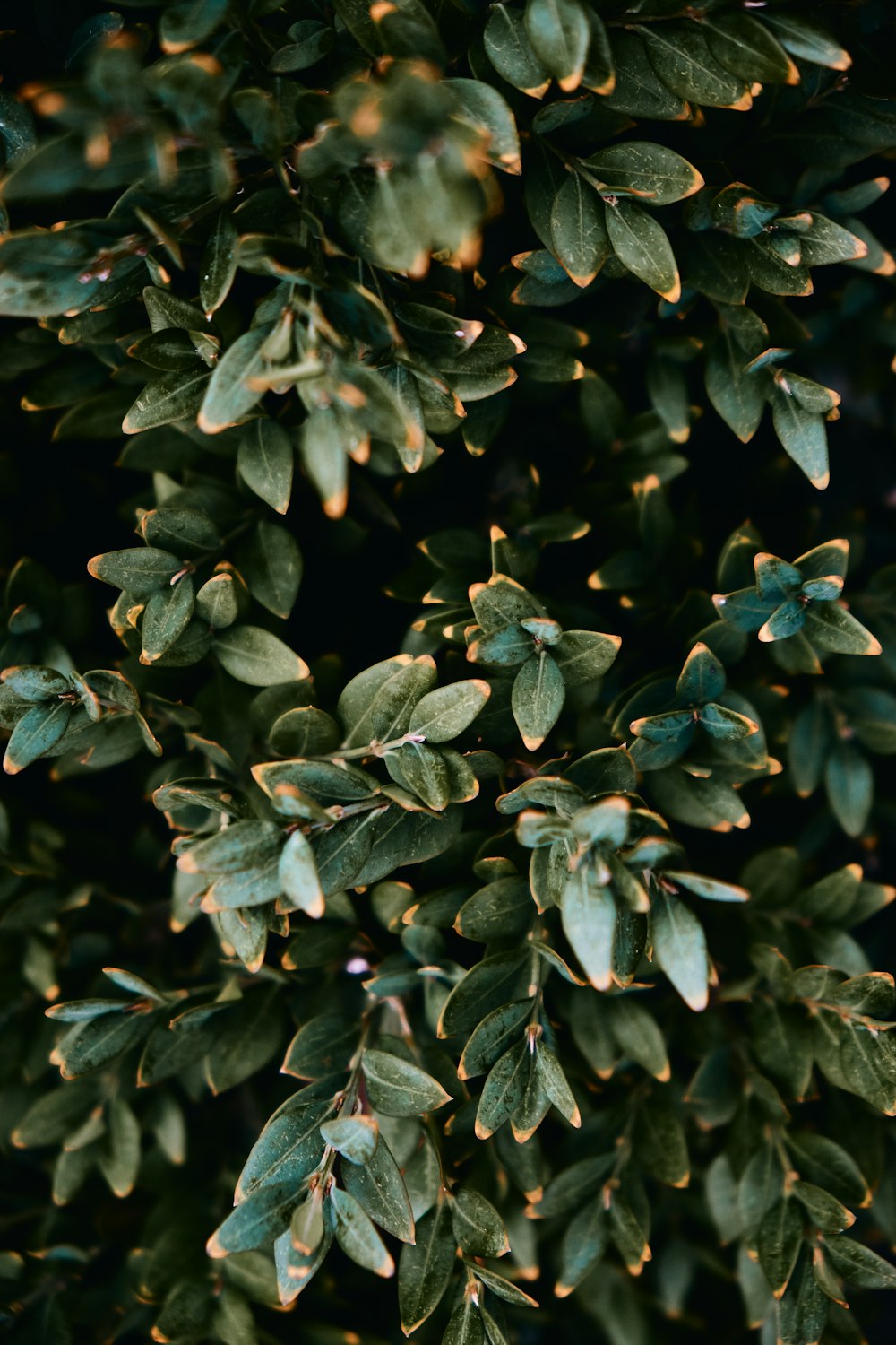 green leaves in close up photography