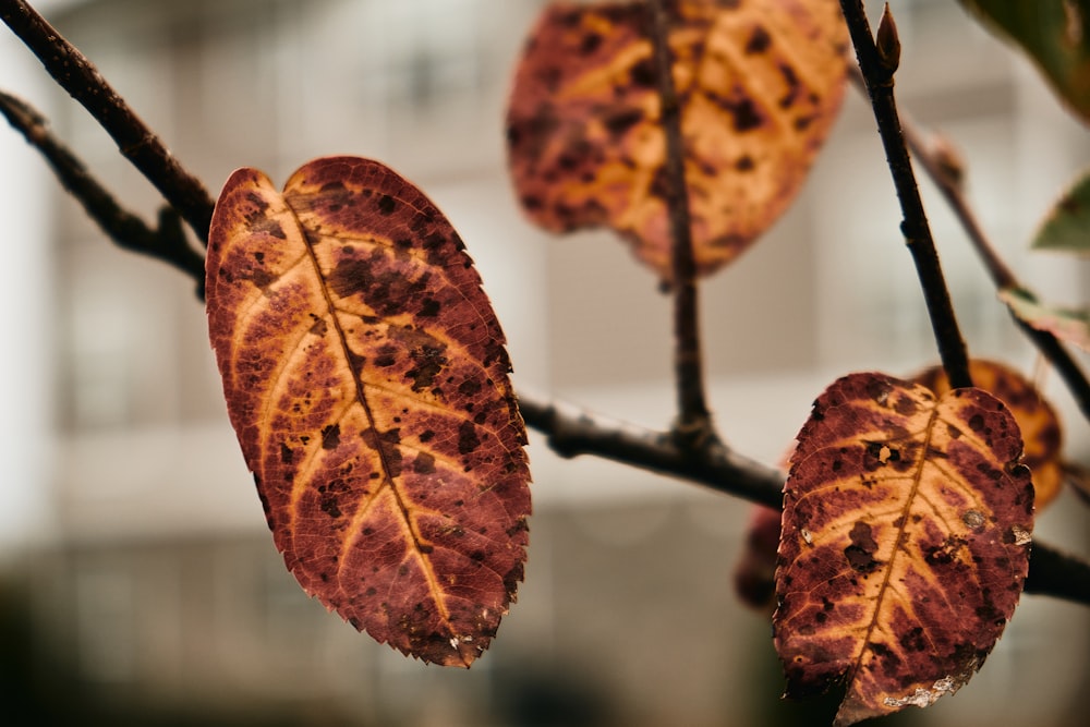 チルトシフトレンズの茶色の葉
