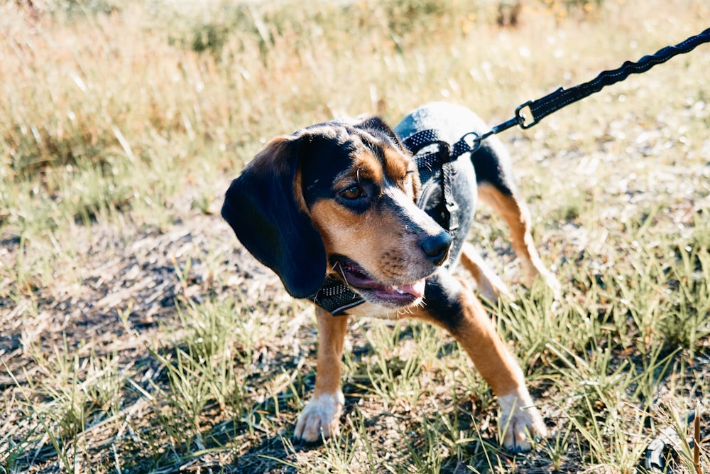 cane a pelo corto nero e marrone sul campo di erba verde durante il giorno