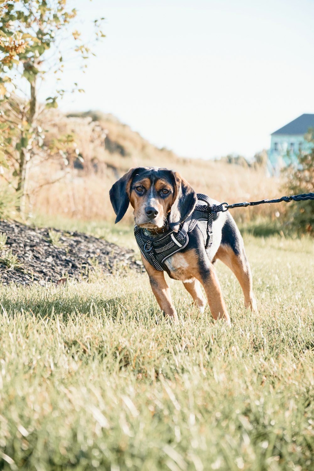 black brown and white short coated dog on green grass field during daytime