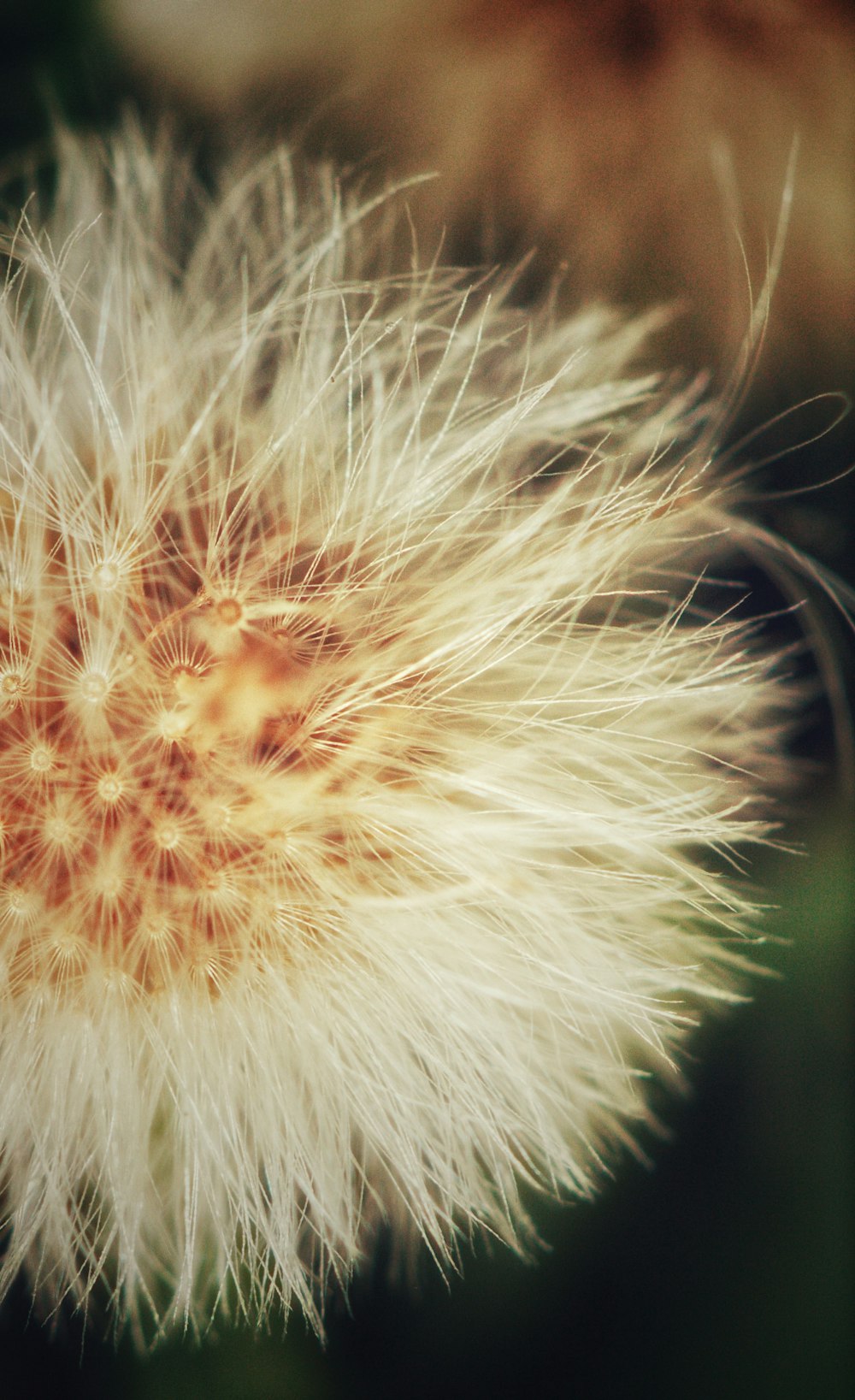 white dandelion in close up photography