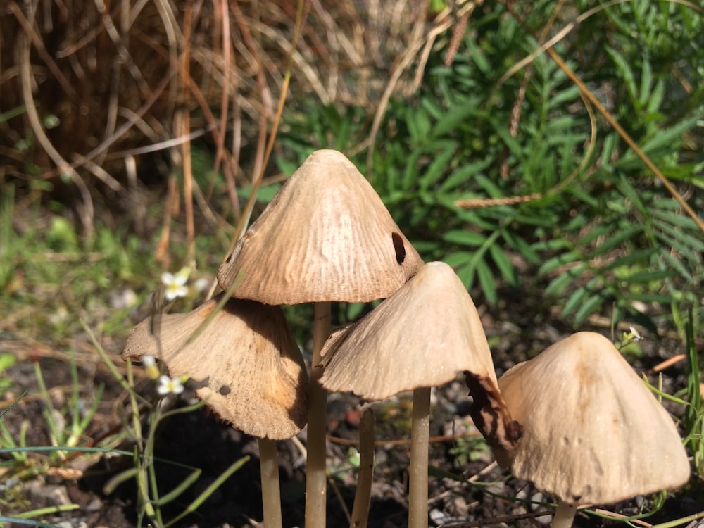 a group of mushrooms sitting on top of a forest floor